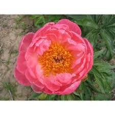 Buy one get one free. Gilbert H Wild Son Ghwild Profile Pinterest