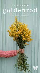 It S Mid September And There Is Goldenrod Everywhere So I Thought A Post On Goldenrod Uses Might Be Helpful Edible Wild Plants Medicinal Plants Planting Herbs