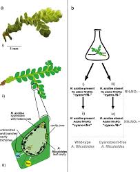Image result for Azolla