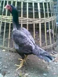 Maybe you would like to learn more about one of these? Komunitas Ayam Bangkok Super Daerah Nganjuk Nganjuk Nganjuk 2021
