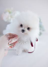 104 eggers ln, elizabethton, tn 37643; Teacup White Puppy Price Novocom Top
