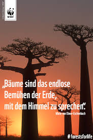 Zitat Zum Sonntag Forestsforlife Spruche Zitate Neue Zitate Zitate