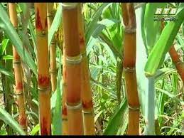 Berikut 2 keping gambar pokok durian, nyatakan jenis apakah kedua dua pokok durian berkenaan, jika anda pakar sila jawab. Tanaman Tebu Youtube