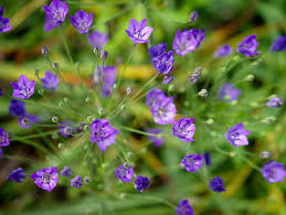 Image result for Triclisia