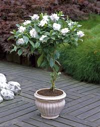 These Gardenia Trees Are A Great Addition To Any Patio They Fill Up Your Yard With A Sweet Fragrance But Require Gardenia Trees Patio Trees Growing Gardenias