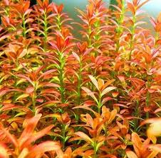 Image result for Rotala capensis