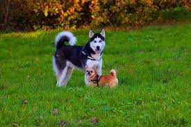 Do Huskies Get Along With Small Dogs Owners Guide Lovely Puppies