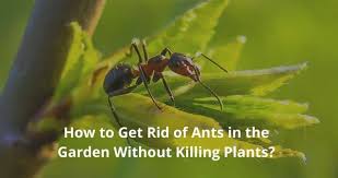 Can you get rid of ants in your flower garden? How To Get Rid Of Ants In The Garden Without Killing Plants Igra World