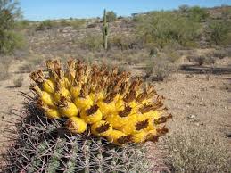 How do i start a new cactus from the mother? Now Is The Time To Pick Fruit Off Your Barrel Cactus Local News Tucson Com