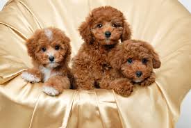 Apr 04, 2019 · worried that a pedigree toy poodle breeder is the wrong place to find a family pet? Poodle Puppies For Sale Or Adoption In San Diego