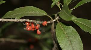 Image result for Commicarpus pilosus