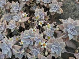 La pianta grassa crassula ovata presenta fiori rosa; Graptopetalum Piante Grasse
