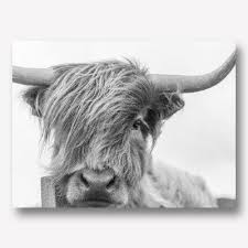 One highland cattle closeup in black and white. Black White Highland Cow Wall Art Free Usa Shipping Wallart Biz