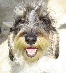 Image result for malý vendéeský hrubosrstý honič