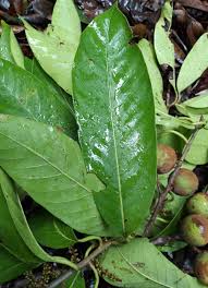 Image result for Pouteria pseudoracemosa