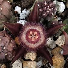 Image result for Duvalia polita