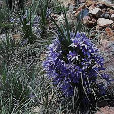 Image result for Xerophyta zambiana