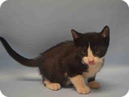 Brooklyn Ny Domestic Shorthair Meet Pizza A Kitten For Adoption Http Www Adoptapet Com Pet 17291426 Brooklyn New York Cat Adoption Kitten Adoption Pets