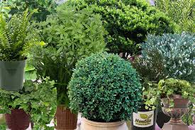 Flowering trees are a beautiful addition that bring color, wildlife, and shade to your yard. 15 Foundation Plants For The Front Of Your House Garden Tabs