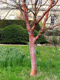 Full Size Picture Of Chinese Red Birch Betula Albosinensis Var Septentrionalis Small Trees For Garden Chinese Plants Garden Trees