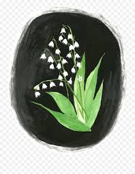 This flower is elegant, has a rich history and is versatile with respect to its aesthetic appeal and potential uses in displays and bouquets. Lily Transparent Illustration Picture 2497026 Grid Leaf Aesthetic Illust Png Lily Of The Valley Png Free Transparent Png Images Pngaaa Com