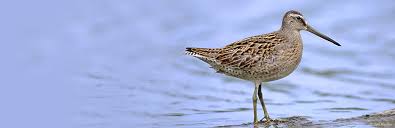 Comprehensive Guide To Birds Of The Canadian Boreal Forest Boreal Songbird Initiative