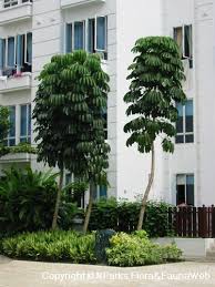 Image result for Heptapleurum actinophyllum