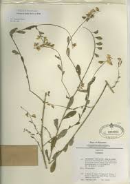 Image result for Arthraxon lancifolius