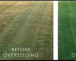 Image of overseeding lawn