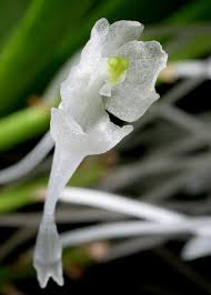 Image result for Podangis dactyloceras