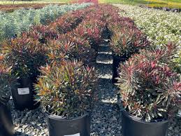 Image result for Euphorbia glanduligera