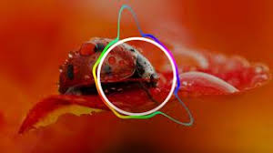 Rehna Hai Tere Dil Mein Ringtone Free Download 1 01 Mb