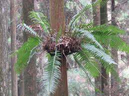 Image result for Drynaria