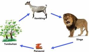 Rantai Makanan Padang Rumput Pengertian Dan Komponen