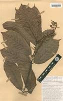 Image result for Combretum sp. A