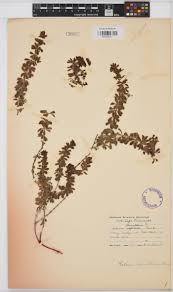 Image result for Cordylostigma virgatum