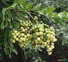 Image result for Deinbollia sp. A