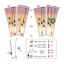 Adducins regulate morphology and fate of neural progenitors during  neocortical neurogenesis: Cell Reports