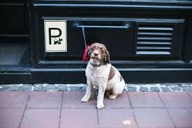 Said love this store, love the staff, lighting and cleanliness. Does Home Depot Allow Dogs Updated In 2021 What You Need To Know Doggie Designer