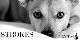 As dogs are generally easier to train and have a special sense of smell, dogs can be also trained to do special tasks. Strokes In Dogs And Cats Hemopet