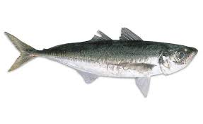 It is important that the fish is fresh. Species Sydney Fish Market