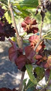 Image result for Terminalia tricristata