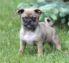 Pug And Blue Merle Chihuahua Chug Pug Mixed Breeds Dog Obsessed Puppy Pug