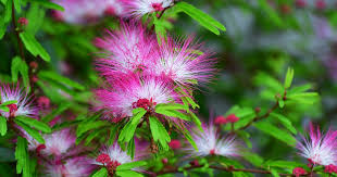Image result for Albizia