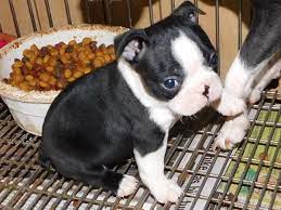 Browse thru our id verified puppy for sale listings to find your perfect puppy in your area. Boston Terrier Puppies For Sale Downtown Wa 246820