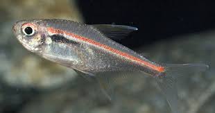 Black And White Striped Fish Freshwater Red Stripe Black Neon Tetra Reg Hyphessobrycon Amapaensis Neon Tetra Black Neon Neon