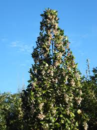 Image result for Curtisia dentata