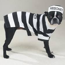Check spelling or type a new query. Prisoner Dog Halloween Costume By Casual Cani Baxterboo