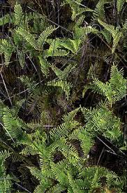 Image result for Gleichenia elongata