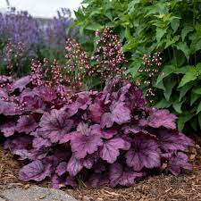 Butterfly bush (buddleia) live shrub, blue and purple flowers, 4.5 in. New Proven Winners Perennials For 2018 Walters Gardens Inc